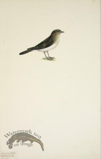 63 Swedish Birds . Luscinia minor, Thrush Family